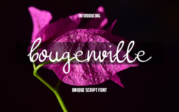 Bougenville Font: Elegant Script for Editorial Design